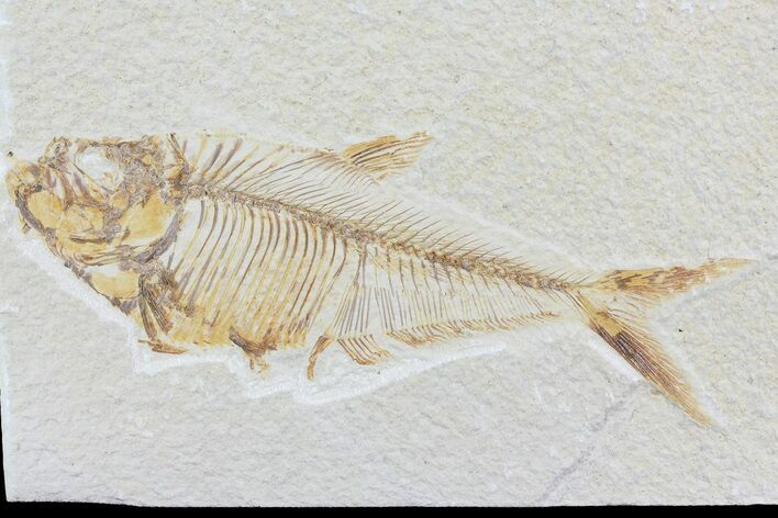 Detailed Diplomystus Fish Fossil From Wyoming #74112